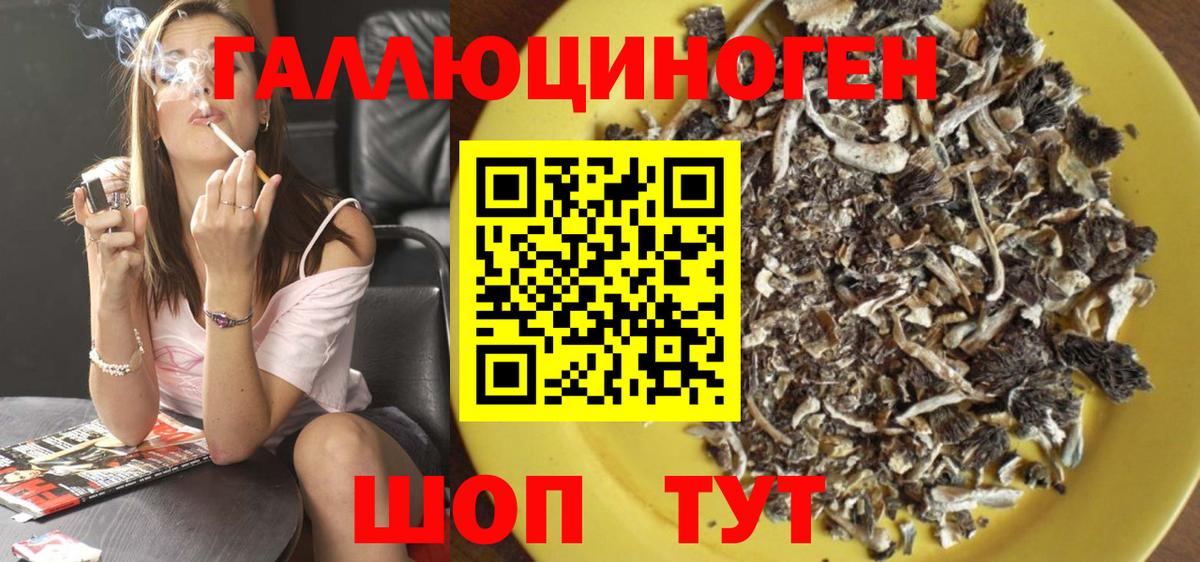 Псилоцибиновые грибы Psilocybine cubensis Северск